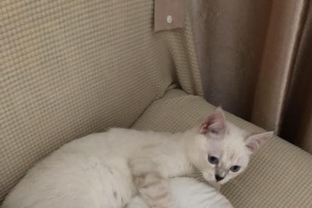 猫咪总舔伊丽莎白圈怎么办