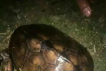 拿鱼竿钓乌龟会死吗