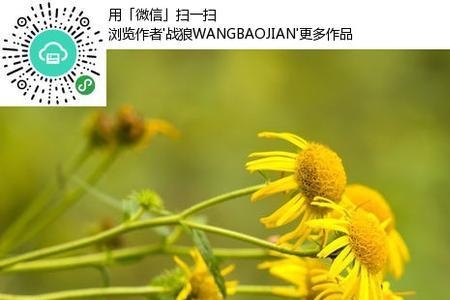 一什么野菊花填空