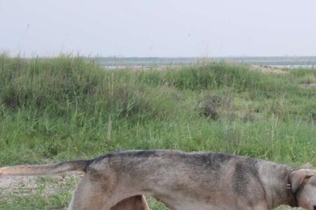 细犬怎么训练开口