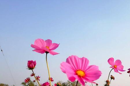 幸福花的寓意