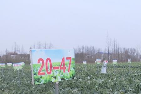 安徽露地西兰花几月份种植