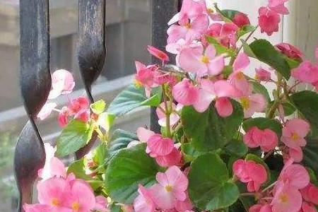 四季什么的花