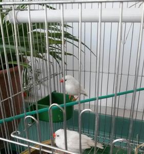当珍珠鸟换了新的工鸟怎么办
