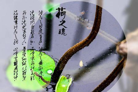 听雨声什么意思
