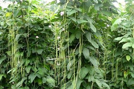 绿豆株行距多少最好
