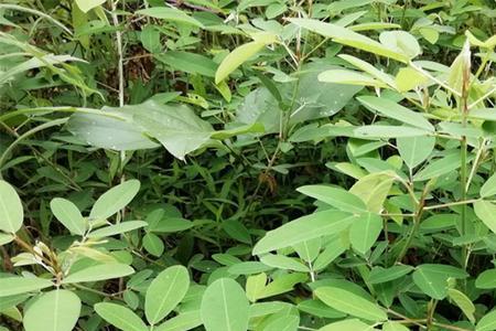 绿色山豆腐是什么植物