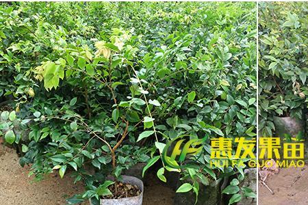 福冈嘉宝果种植方法