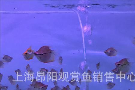 38的缸能不能养珍珠马甲