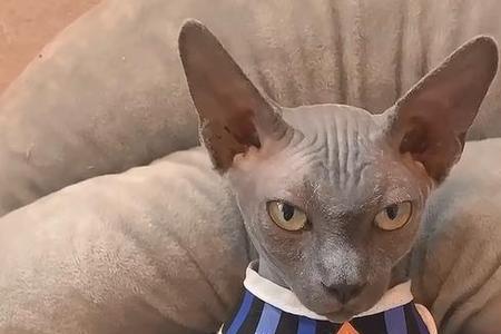 海之格猫粮斯芬克斯能吃吗