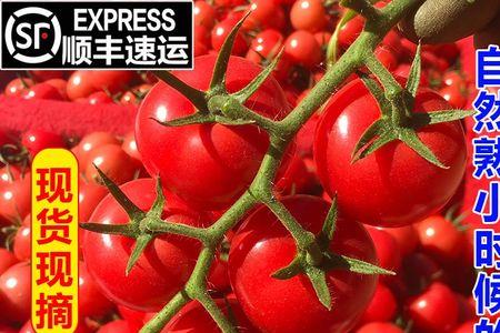 千禧果一年能种几季