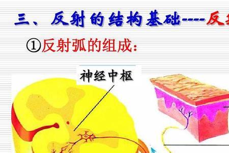 动物神经是什么意思