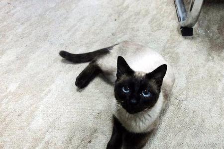 暹罗猫太调皮怎么办