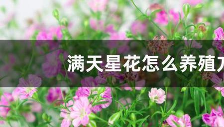 什么花是弱碱性