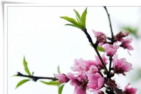 描写春天桃花的内容40字