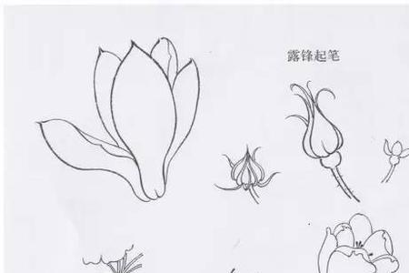 工笔画可不可以用水笔描线