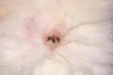 什么样的猫屁股是正常的