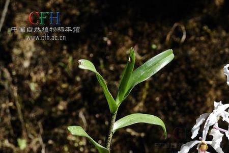 500代兰月亮什么价
