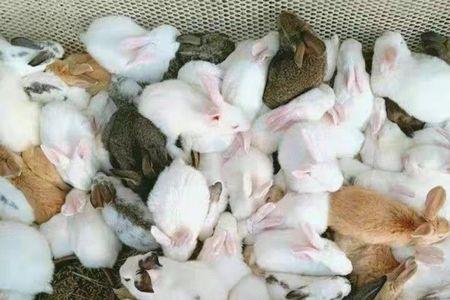 一斤肉兔出多少肉
