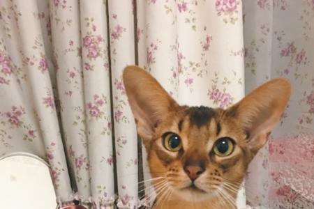阿比西尼亚猫体重参考表