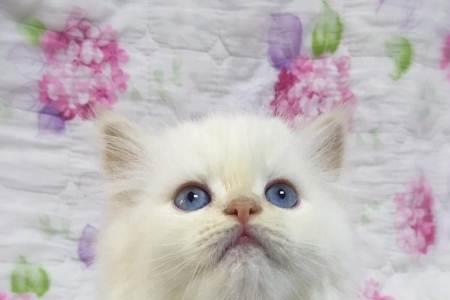 布偶是短鼻猫吗
