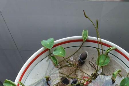 刚种植的荷花怎样不烂种子