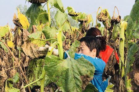 油葵什么时候掰杈合适