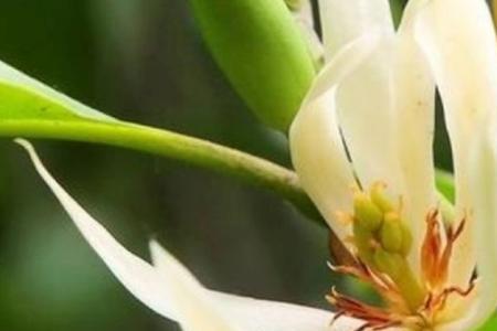 为什么黄果兰一年四季都开花