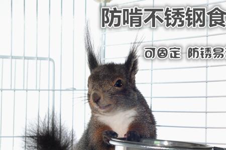 龙猫总是尿在饭盆里怎么办