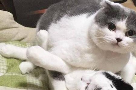 公猫母猫一起长大多久生小孩