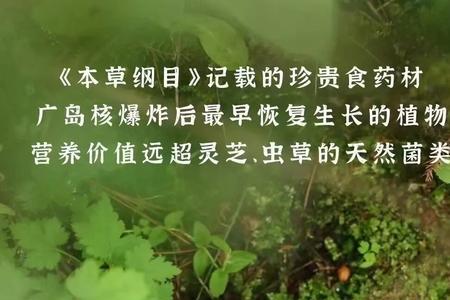 正宗松茸哪种最好