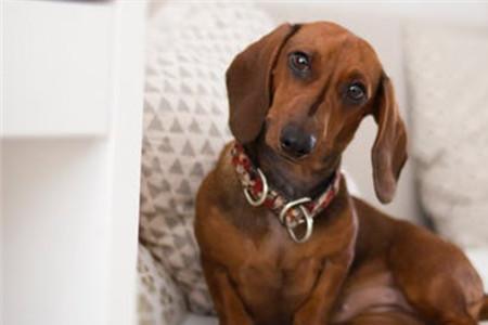 味觉最强犬