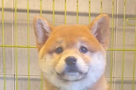 柴犬幼犬多久头变大