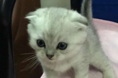 银渐层剃毛对猫好吗