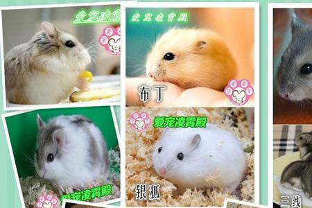 米熊仓鼠和银狐可以一起笼吗