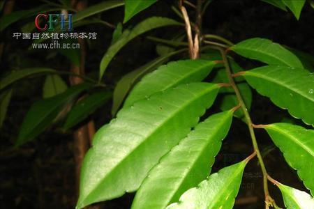 大罗伞耐寒吗