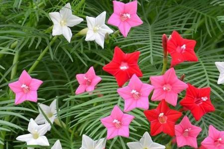 茑萝花长花苞后就掉了
