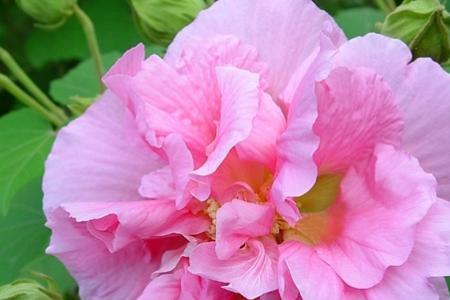 木芙蓉扮演者是谁