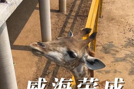威海野生动物园开车好还是步行