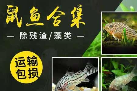花椒鼠鱼除藻效果怎么样