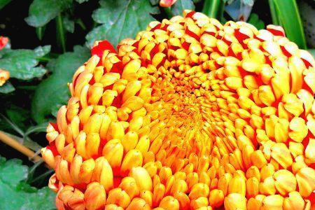 鸿运菊怎么养