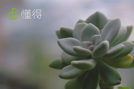 厚脸皮植物的花语