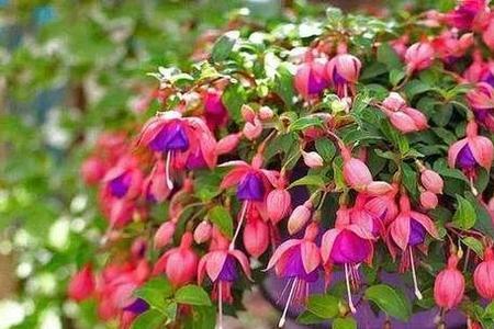 灯笼花立秋后可以修剪吗