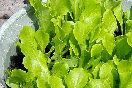 越冬生菜的种植时间