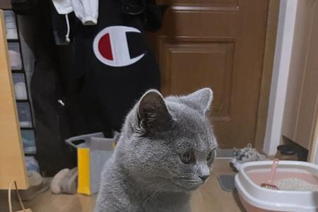 2斤重的猫咪一顿吃多少
