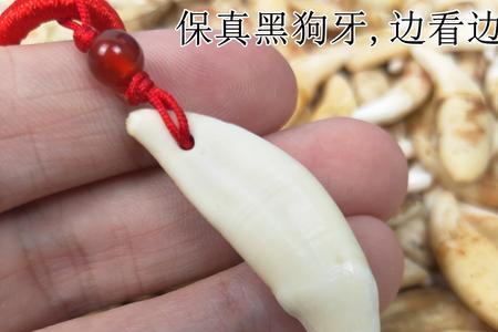 狼的牙和狮子的牙谁长