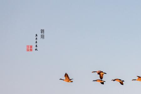 大雁展翅什么意思
