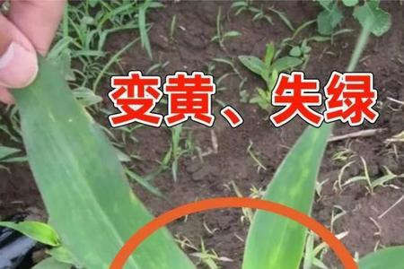草甘膦药害怎么解除