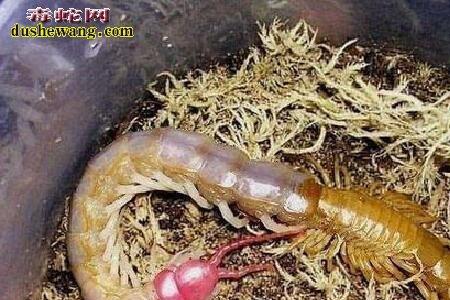 蜈蚣一年要产卵多少次