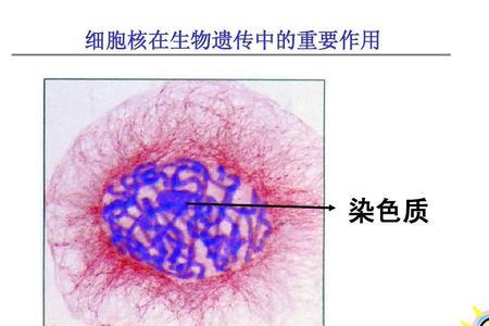 染色质的分类